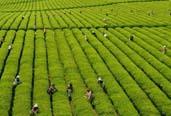 2013年，全國茶葉生產(chǎn)繼續(xù)增產(chǎn)增收